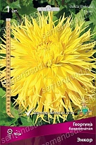Георгина бахромчатая Энкор 1шт