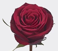 Роза Eden Roses Cia Ltda. Brave дл.40 25шт