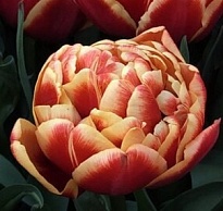 Тюльпан Do Congo 50шт