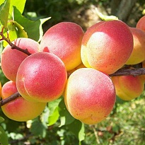 Абрикос Краснощекий/С 1шт