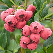 Голубика (Vaccinium) высокорослая Пинк Блюберри d9 h30-40 18шт