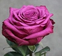 Роза Cananvalle Blue Berry дл.50 25шт