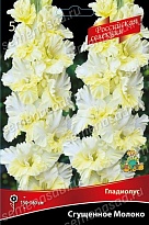 Гладиолус Сгущеное Молоко 10/12 5шт