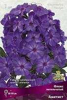 Флокс метельчатый Аметист 1шт