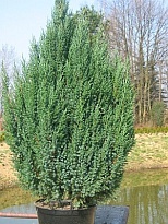 Можжевельник (Juniperus) китайский Стрикта  d17 h65 6шт