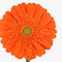 Гербера (Ц) аква Malando 10шт