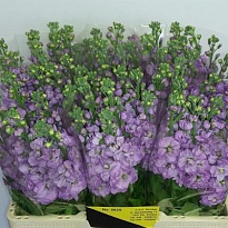 Маттиола Centum Lavender 10шт