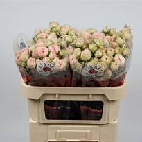 Роза кустовая Sweet Giselle дл.70 10шт