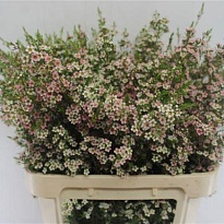 Хамелациум (Waxfl) My Sweet 5 шт