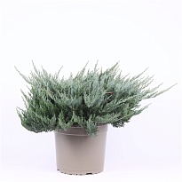 Можжевельник (Juniperus) горизонт. Блю Чип d23 h35 1шт