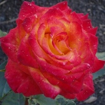 Роза Comanche дл.60 10шт