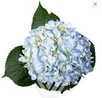 Гортензия Tessa Blue дл.PREMIUM 1шт