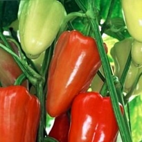 Перец Джипси F1 d9 (А) 1шт