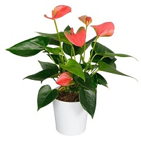 Антуриум Свит Дрим d12 h50 10шт