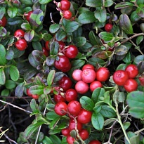 Клюква (Vaccinium) крупноплодная Эрли Блэк d9 h50-60 18шт