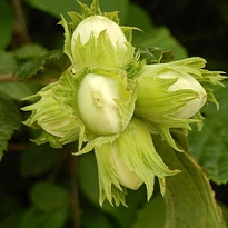 Фундук (Лещина обыкновенная) Трапезунд/С