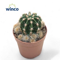 Эхинопсис Эрье́ d5 h10 20шт