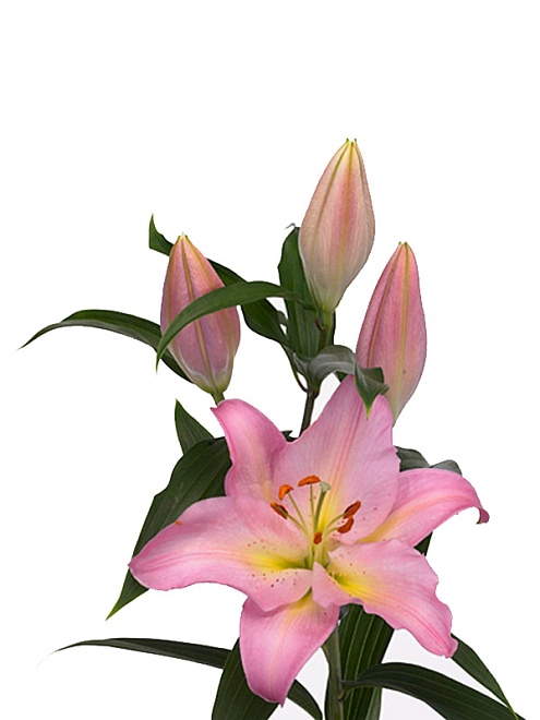 Лилия or. Fenice 10 дл.65 10шт