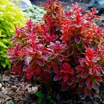 Барбарис (Berberis) тунб. Руби Стар d9 h25-35 18шт