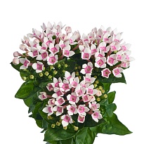 Бовардия Two Tone Pink 10шт