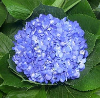 Гортензия Condor Andino Sas Blue дл.JUMBO 1шт