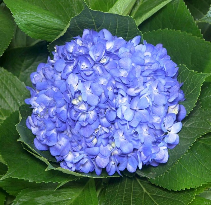 Гортензия Condor Andino Sas Blue дл.JUMBO 1шт
