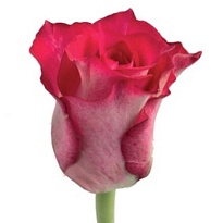 Роза Crossfire дл.40 10шт