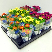 Хризантема мини микс d6 h15 20шт