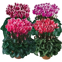 Цикламен микс d11 h25 8шт