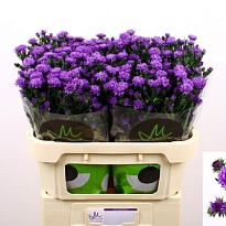 Астер Astee Dark Milka 5шт