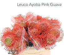 Леукоспермум Ayoba Pink Guava дл.40 10шт