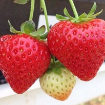 Земляника Кантус (ОКС) 5шт/кор