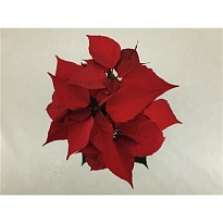 Пуансеттия Крисмас Ред d14 h30 6шт