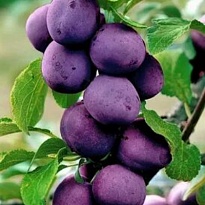 Слива русская (Алыча) пирамидал.Блю Свит/С