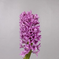 Гиацинт Purple Voice 5шт