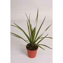 Драцена Марг. Копстек d9 h20 18шт