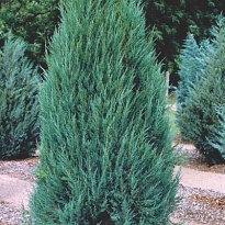 Можжевельник (Juniperus) скальный Блю Эрроу 3л h60-80 1шт