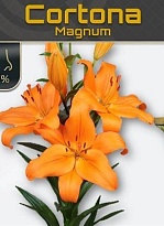 Лилия or. Cortona 5+ 10шт