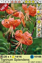 Лилия Тигринум Спленденс тигр.14/16 1шт*