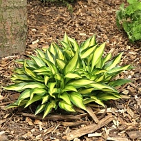 Хоста (Hosta) Лексайд Литтл Тафт d12 1шт