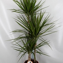 Драцена Марг. 3Д d21 h120 1шт