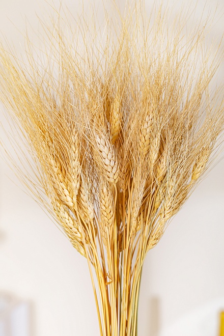 Пшеница сухоцвет, h73см, 70г, натуральный