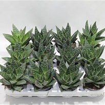 Алоэ Тики Тахи d9 h20 12шт