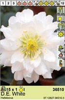 Морозник Эллен Уайт махр. 1шт*