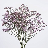 Лимониум Safora Lilac 25 шт