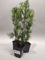 Туя (Thuja) западная Смарагд d9 h25-35 18шт