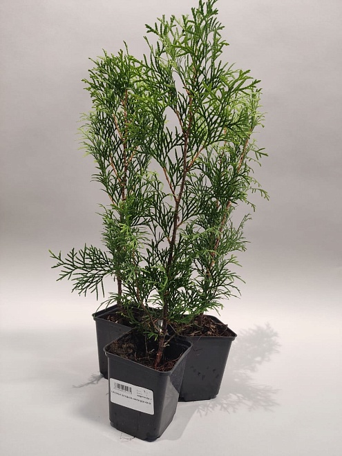 Туя (Thuja) западная Смарагд d9 h25-35 18шт