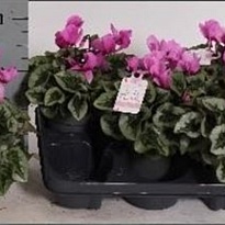 Цикламен Элегант микс d12 h25 6шт