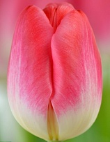 Тюльпан Супер Модель 10шт