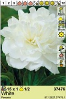 Пион Белый 1/2 1шт*